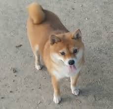 Dogs deserve lives full of love and enrichment; Shiba Inu Pup Your Source For All Things Shiba Inu