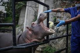 Denver zoo's online store is open! Social Distancing At The Zoo Scientific American Blog Network