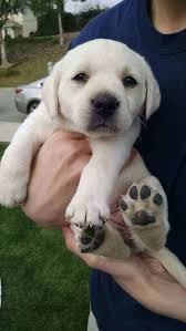 27 Puppies Who Are Too Cute To Be Real Cute Dogs Lab Puppies Puppies