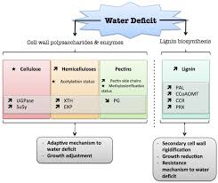 Maybe you would like to learn more about one of these? Plants Free Full Text Cell Wall Metabolism In Response To Abiotic Stress Html