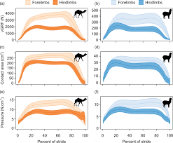 The day 14 and 25 uteri were perfused fixed with 3% glutaraldehyde: Biomechanical Insights Into The Role Of Foot Pads During Locomotion In Camelid Species Scientific Reports