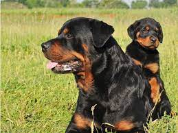 They are a bit on the larger side, vet check, vaccinated and deworm. Rottweiler Puppies And Dogs For Sale Near You