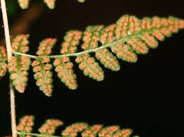 Image result for Woodsiaceae