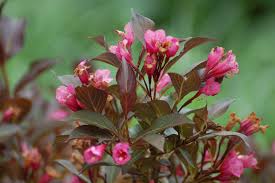 Native plants of the northeast, timber press, 2005 Weigela Shrub Old Fashioned Favorite With Exciting New Cultivars Wine And Roses Weigela Weigela Shrub Garden Planning