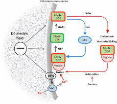 S2 c and d), and second, unsatisfied electron density is located in the substrate binding site of pak4 which seems to connect to the expected location of the pak4 crib bound to cdc42 (fig. Cdc42 Gtpase Dynamics Control Directional Growth Responses Pnas