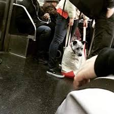 New York Metrosu Sadece Cantada Ankara Kopek Sahiplenme Facebook