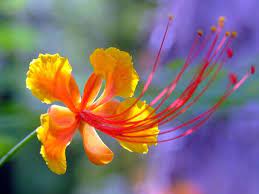 fabaceae 蝶形花科 red bird of paradise caesalpinia pulcherrima 金鳳花 beautiful flowers pictures wonderful flowers birds of paradise flower