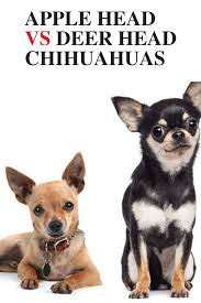 How long can an apple head chihuahua live? Apple Head Chihuahua Vs Teacup Chihuahua Pets Lovers