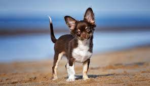 Stepping off to explore the new world. Chihuahua Puppies Ownership Guide Purina Australia