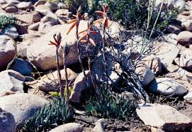 Image result for Aloe rulkensii