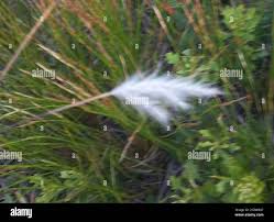 Image result for Andropogon eucomus