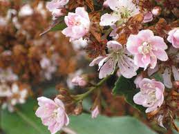 Will the falling leaves and empty branches of the autumn blaze make me regret not getting a majestic beauty? Rhaphiolepis Indica Magnificent Boething Treeland Farms