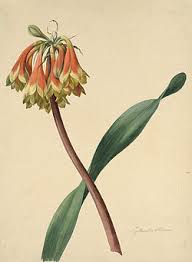 Image result for Cyrtanthus rhodesianus