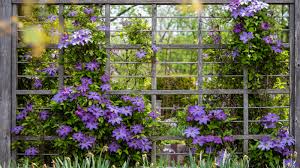 Image result for Clematis