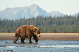 Madison county sheriff roger thompson says orr, who used bear. Montana Man Is Violently Attacked By Bear Near Yellowstone National Park Daily Mail Online