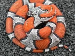 Black And White Striped Snake Texas 