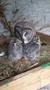 Basak Topkaya Adli Kullanicinin Owl Panosundaki Pin Hayvanat Bahceleri Sevimli Hayvan Yavrulari Hayvanlar