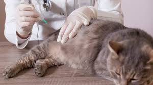 Check spelling or type a new query. 15 Cara Mengobati Kucing Ambeien Arenahewan Com