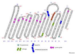Aerogenes isolates under regulation of the srnas micc and micf. Crystal Structure Of Omp32 The Anion Selective Porin From Comamonas Acidovorans In Complex With A Periplasmic Peptide At 2 1 A Resolution Sciencedirect