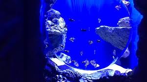 Приходь в океанаріум у львові! U Centri Lvova Piketuvali Shojno Vidkritij Privatnij Okeanarium