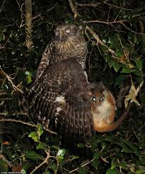 Owls prey on a very large variety of creatures, including squirrels, rabbits, raccoons and certain small birds. Owl Carries Off A Possum The Size Of A Small Pet Dog In Sydney Daily Mail Online