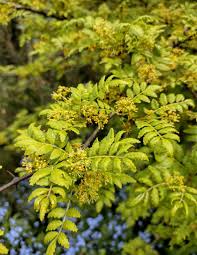 Image result for Zanthoxylum