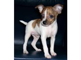 Mel the rat terrier puppy's web page. Rat Terrier Puppies For Sale