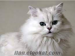 Eskisehir Ucretsiz Kedi