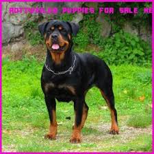 We have mom and dad. Pin On Cute Puppies