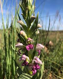 Image result for Brachycorythis lastii