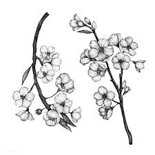 Black And White Cherry Blossom Clip Art Download Premium Vector Of Hand Drawn Of Sakura Flower 406243 Flower Drawing Sakura Flower Cherry Blossom Drawing