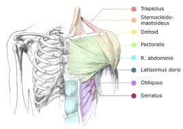 Chest muscles anatomy for bodybuilders. Chest Workouts For Women