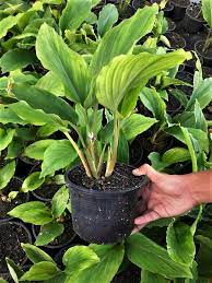 Inilah khasiat pokok kunyit hitam dan cara menanamnya yang mudah | kunyit hitam atau nama saintifiknya, kaempferia parviflora, merupakan tumbuhan herba yang sangat berkhasiat kepada. Special Offer Pokok Kunyit Online Nursery No 1 Malaysia Facebook