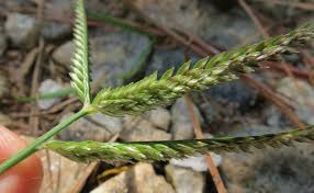 Image result for Eleusine