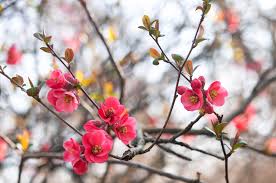 It has dark green foliage which emerges red in spring. Flowering Quince Plant Care Growing Guide