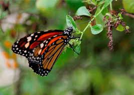 This gif by bintangkupukupu has everything: Sifting Through Variety Butterfly Gif Beautiful Gif Monarch Butterfly