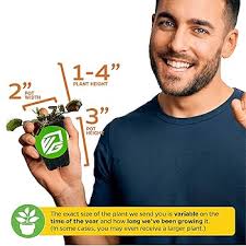 Live Plants Indoor Dionaea Muscipula 'Akai Ryu/Red Dragon'