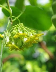 Image result for Telosma