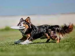 (united states australian shepherd association) as parent club to the breed, usasa represents australian shepherd breeders and owners across america and around the world. Australian Shepherd Was Du Wissen Musst