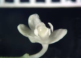 Image result for Hilleria latifolia