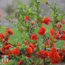 Maybe you would like to learn more about one of these? Chaenomeles Double Takea Orange Plants Thompson Morgan