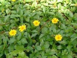 This plant is considered slightly invasive in portions of the northeast and northwest u.s., but most gardeners will have no major problems with it. Wedelia Trilobata Aka Creeping Daisy Sphagneticola Trilobata Etsy