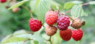 Maybe you would like to learn more about one of these? The Right Way To Pinch And Prune Raspberries