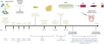 From architectural layouts and color temperature to decorative. Generation Of Multipotent Induced Cardiac Progenitor Cells From Mouse Fibroblasts And Potency Testing In Ex Vivo Mouse Embryos Nature Protocols