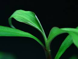 Image result for Floscopa glomerata