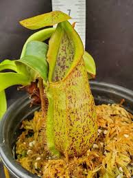 Image result for Nesaea spathulata