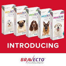 Introducing Bravecto Fluralaner An Innovation In Flea And Tick Protection With Just One Bravecto Tasty Chew You Ca Dog Flea Treatment Brown Dog Tick Fleas