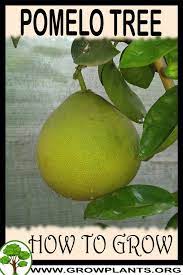 The jamaican tangelo, also known by proprietary names ugli fruit, uglifruit, and uniq fruit, is a citrus fruit that arose on the island of jamaica through the natural hybridization of a tangerine or orange with a grapefruit (or pomelo), and is thus a tangelo. Pomelo Tree How To Grow Care