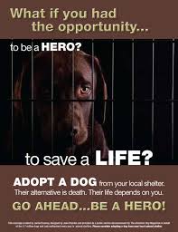 Adopt A Dog From Your Local Shelter Dog Adoption Animal Welfare Quote Dogs
