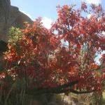 Image result for Heywoodia lucens